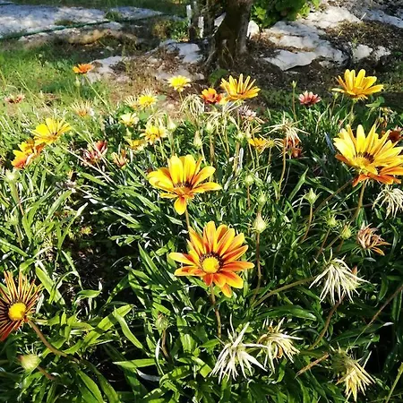 Casal Fontainhas- Country With Pool Casa de Férias Alcobaça